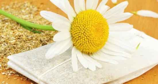 گل بابونه برای چی خوب است ؛ خواص درمانی گل بابونه برای سلامتی گل بابونه برای چی خوب است ؛ خواص درمانی گل بابونه برای سلامتی
