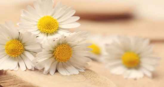 گل بابونه برای چی خوبه و برای درمان کدام بیماری گل بابونه مفید است گل بابونه برای چی خوبه ؛ برای درمان کدام بیماری گل بابونه مفید است