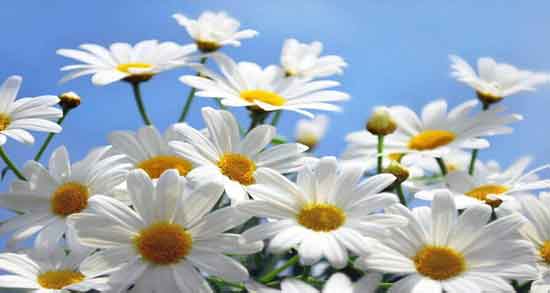 گل بابونه و اکسیدان ؛ تاثیر ترکیب کردن گل بابونه با اکسیدان برای روشن کردن مو گل بابونه و اکسیدان ؛ تاثیر ترکیب کردن گل بابونه با اکسیدان برای روشن کردن مو