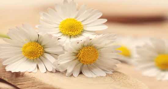 گل بابونه و خواص آن ؛ آشنایی با خاصیت های فراوان گل بابونه گل بابونه و خواص آن ؛ آشنایی با خاصیت های فراوان گل بابونه