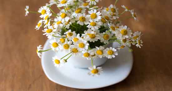 گل بابونه و فشار خون و تاثیر استفاده از گل بابونه برای تنظیم فشار خون گل بابونه و فشار خون ؛ تاثیر استفاده از گل بابونه برای تنظیم فشار خون