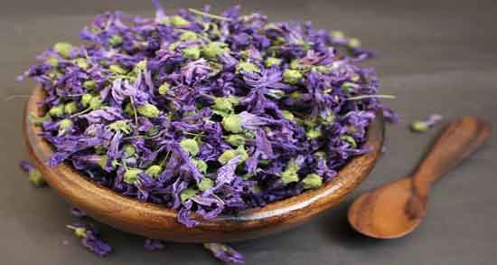 گل ختمی برای شپش ؛ تاثیر استفاده از گل ختمی برای از بین بردن شپش گل ختمی برای شپش ؛ تاثیر استفاده از گل ختمی برای از بین بردن شپش