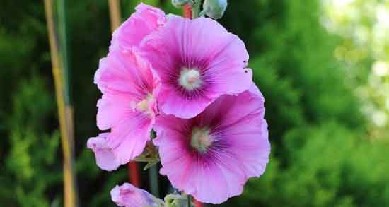 گل ختمی برای عفونت رحم ؛ خاصیت دارویی گل ختمی برای درمان عفونت رحم گل ختمی برای عفونت رحم ؛ خاصیت دارویی گل ختمی برای درمان عفونت رحم