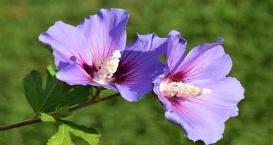 گل ختمی برای مو ؛ شستشوی مو با استفاده از گل ختمی برای درمان ریزش مو