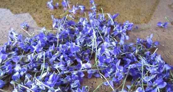 گل ختمی برای چی خوبه ؛ برای درمان کدام بیماری گل ختمی مفید است گل ختمی برای چی خوبه ؛ برای درمان کدام بیماری گل ختمی مفید است