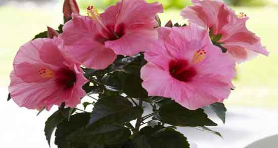 گل ختمی در بارداری ؛ خواص و مضرات مصرف گل ختمی برای دوران بارداری گل ختمی در بارداری ؛ خواص و مضرات مصرف گل ختمی برای دوران بارداری