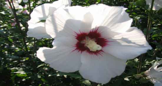 گل ختمی در روایات ؛ بررسی خاصیت گل ختمی در روایات و احادیث گل ختمی در روایات ؛ بررسی خاصیت گل ختمی در روایات و احادیث