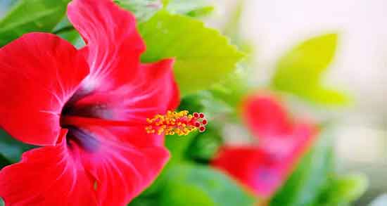 گل ختمی و رویش مجدد مو ؛ افزایش رشد مو و تقویت مو با گل ختمی گل ختمی و رویش مجدد مو ؛ افزایش رشد مو و تقویت مو با گل ختمی