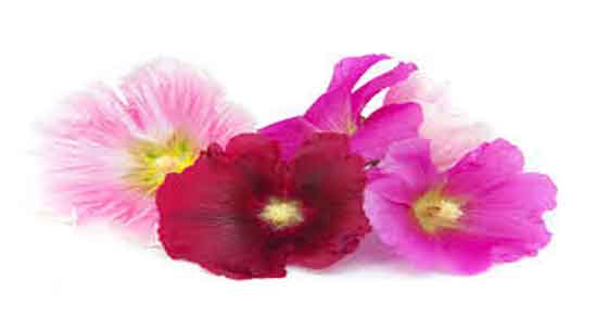 گل ختمی و مو ؛ تقویت موی سر با استفاده از گل ختمی