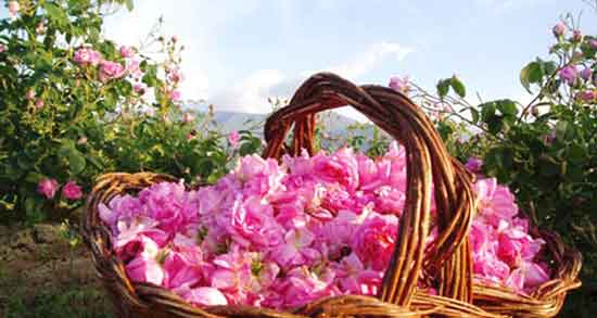 گل محمدی برای درمان یبوست و خاصیت مصرف گل محمدی برای درمان فوری یبوست گل محمدی برای درمان یبوست ؛ خاصیت مصرف گل محمدی برای درمان فوری یبوست