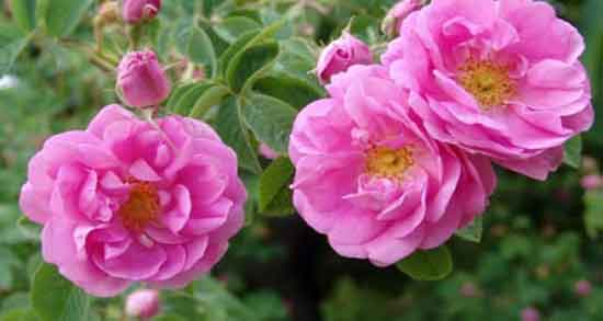 گل محمدی برای یبوست ؛ روش استفاده از گل محمدی برای درمان یبوست گل محمدی برای یبوست ؛ روش استفاده از گل محمدی برای درمان یبوست