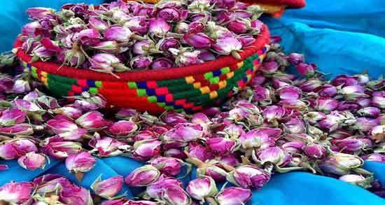 گل محمدی در شیردهی و افزایش شیر مادر با مصرف گل محمدی گل محمدی در شیردهی ؛ افزایش شیر مادر با مصرف گل محمدی