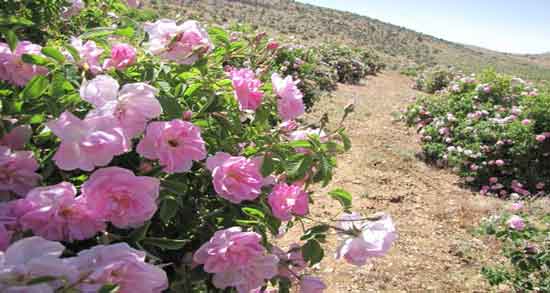 گل محمدی نر و ماده ؛ چه تفاوت هایی بین گل محمدی نر و ماده وجود دارد گل محمدی نر و ماده ؛ چه تفاوت هایی بین گل محمدی نر و ماده وجود دارد
