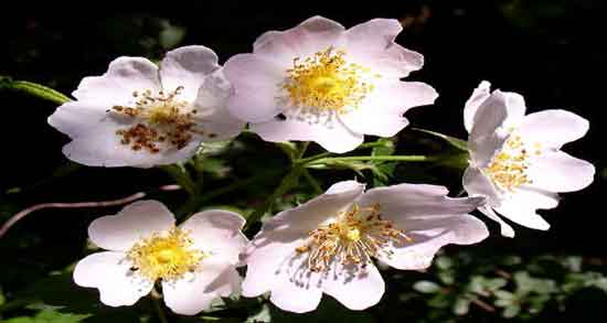 گل نسترن برای دیابت ؛ فواید مصرف گل نسترن برای درمان دیابت گل نسترن برای دیابت ؛ فواید مصرف گل نسترن برای درمان دیابت