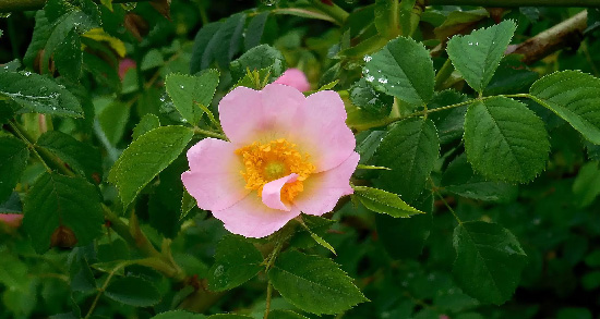 گل نسترن برای سنگ صفرا ؛ خاصیت درمانی گل نسترن برای سنگ صفرا گل نسترن برای سنگ صفرا ؛ خاصیت درمانی گل نسترن برای سنگ صفرا