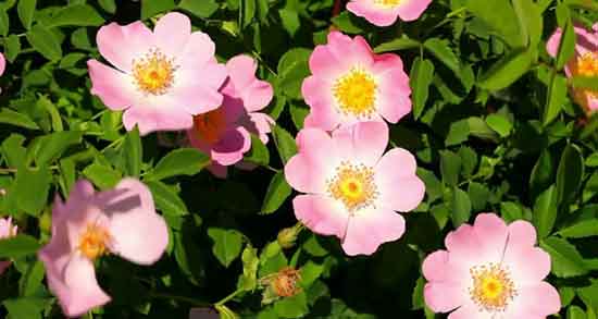 گل نسترن برای سنگ کلیه ؛ خواص و مضرات استفاده از گل نسترن برای سنگ کلیه