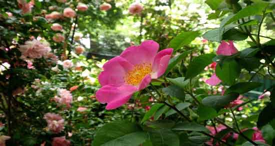 گل نسترن برای فشار خون و تاثیر مصرف گل نسترن برای کاهش فشار خون گل نسترن برای فشار خون ؛ تاثیر مصرف گل نسترن برای کاهش فشار خون