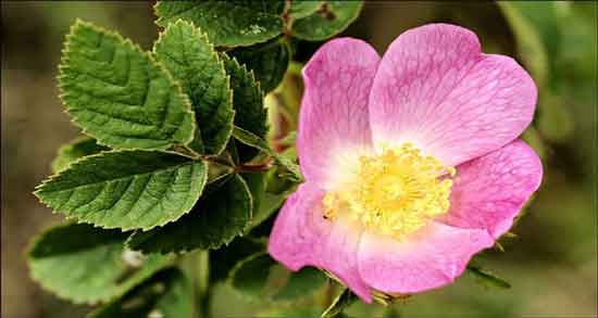 گل نسترن برای کیست تخمدان ؛ درمان خانگی کیست تخمدان با مصرف گل نسترن گل نسترن برای کیست تخمدان ؛ درمان خانگی کیست تخمدان با مصرف گل نسترن