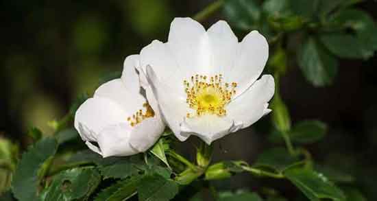 گل نسترن در طب سنتی ؛ خواص و مضرات گل نسترن از نظر طب سنتی گل نسترن در طب سنتی ؛ خواص و مضرات گل نسترن از نظر طب سنتی