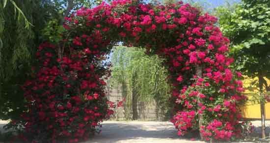 گل نسترن رونده و آشنایی با شرایط کاشت و نگه داری و خواص گل نسترن رونده گل نسترن رونده ؛ آشنایی با شرایط کاشت ، نگه داری و خواص گل نسترن رونده