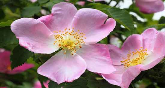 گل نسترن و خواص آن ؛ همه چیز درباره خواص درمانی گل نسترن گل نسترن و خواص آن ؛ همه چیز درباره خواص درمانی گل نسترن