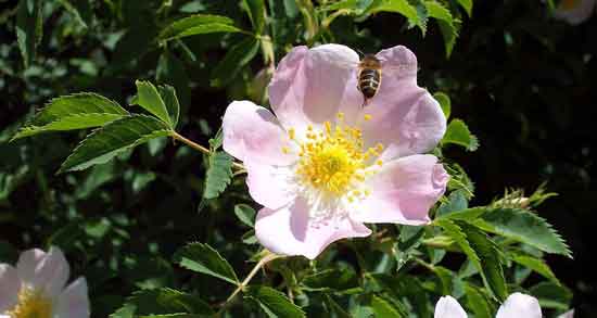 گل نسترن و سنگ کلیه ؛ از بین بردن سنگ کلیه با مصرف گل نسترن گل نسترن و سنگ کلیه ؛ از بین بردن سنگ کلیه با مصرف گل نسترن