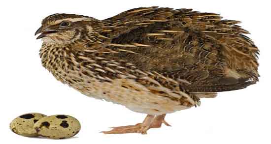 گوشت بلدرچین و دیابت ؛ خواص گوشت بلدرچین برای کنترل دیابت گوشت بلدرچین و دیابت ؛ خواص گوشت بلدرچین برای کنترل دیابت