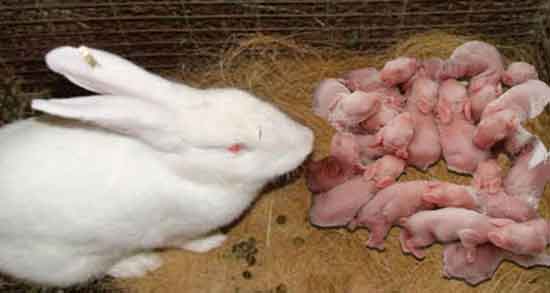 گوشت خرگوش اهل سنت ؛ حکم گوشت خرگوش از دیدگاه اهل سنت گوشت خرگوش اهل سنت ؛ حکم گوشت خرگوش از دیدگاه اهل سنت