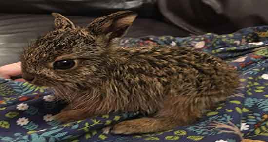 گوشت خرگوش در قرآن ؛ گوشت خرگوش در قران حلال است یا حرام گوشت خرگوش در قرآن ؛ گوشت خرگوش در قران حلال است یا حرام