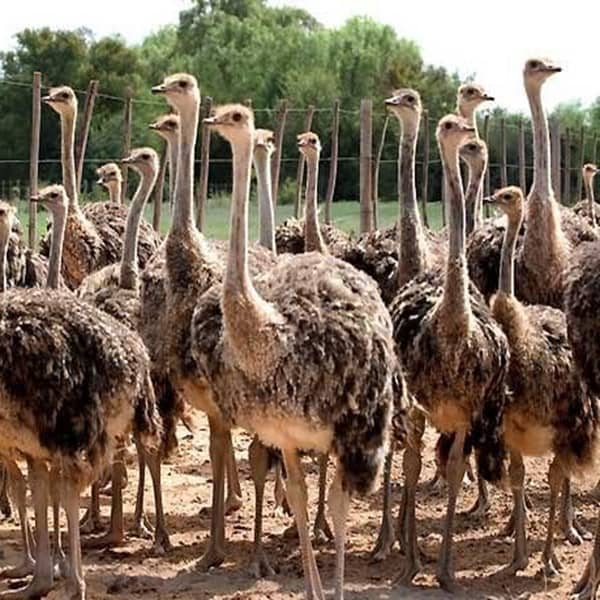 گوشت شترمرغ برای فلج عصبی مفید است گوشت شترمرغ برای فلج عصبی مفید است قیمت گوشت شترمرغ مضرات گوشت شتر مرغ بهترین قسمت گوشت شترمرغ گوشت بوقلمون برای افراد دیابتی فیلم شتر مرغ عکس شتر مرغ