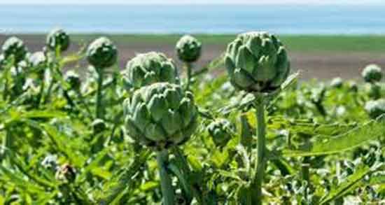 گیاه آرتیشو و کبد ؛ خوردن گیاه ارتیشو برای درمان چربی کبد