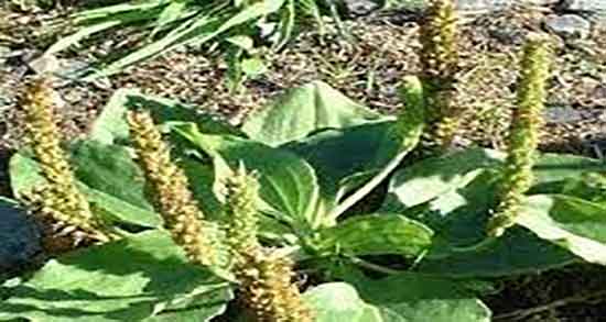 گیاه بارهنگ ؛ گیاه بارهنگ چیست و چه خاصیتی دارد برای بدن گیاه بارهنگ ؛ گیاه بارهنگ چیست و چه خاصیتی دارد برای بدن