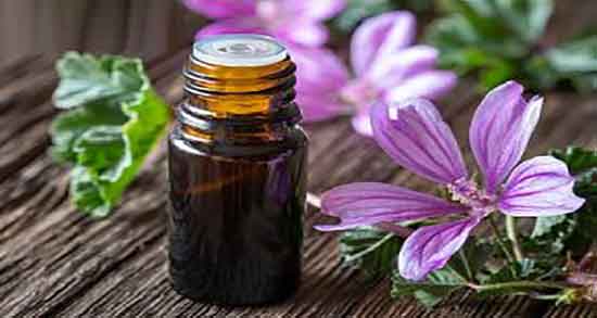 گیاه پنیرک چیست ؛ گیاه پنیرکچه شکلی است و کجاها می روید گیاه پنیرک چیست ؛ گیاه پنیرکچه شکلی است و کجاها می روید