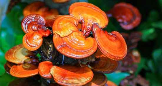 خواص قارچ گانودرما ؛ و جینسینگ برای ریه و دیابت و زگیل تناسلی در طب سنتی خواص قارچ گانودرما ؛ و جینسینگ برای ریه و دیابت و زگیل تناسلی در طب سنتی