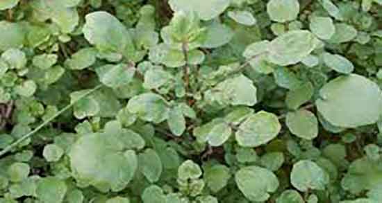 آب تره از کجا بخریم ؛ خرید و فروش اب تره از فروشگاهای اینترنتی آب تره از کجا بخریم ؛ خرید و فروش اب تره از فروشگاهای اینترنتی