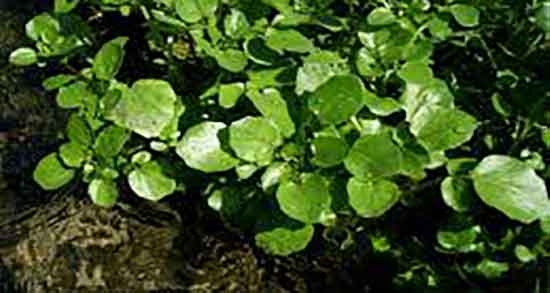 آب تره برای بواسیر ؛ ایا گیاه اب تره برای درمان درد بواسیر مفیده آب تره برای بواسیر ؛ ایا گیاه اب تره برای درمان درد بواسیر مفیده