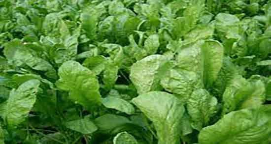 آب تره برای سنگ کلیه و خاصیت خوردن گیاه اب تره برای دفع سنگ کلیه آب تره برای سنگ کلیه ؛ خاصیت خوردن گیاه اب تره برای دفع سنگ کلیه