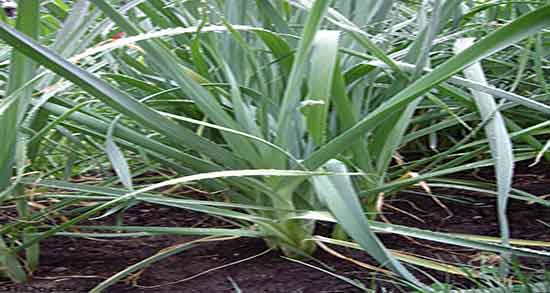 آب تره برای شقاق ؛ فواید مصرف اب تره برای درمان شقاق و انواع بیماری آب تره برای شقاق ؛ فواید مصرف اب تره برای درمان شقاق و انواع بیماری