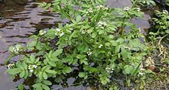 آب تره برای قطع خونریزی و خواص مصرف اب تره برای قطع خونریزی آب تره برای قطع خونریزی ؛ خواص مصرف اب تره برای قطع خونریزی