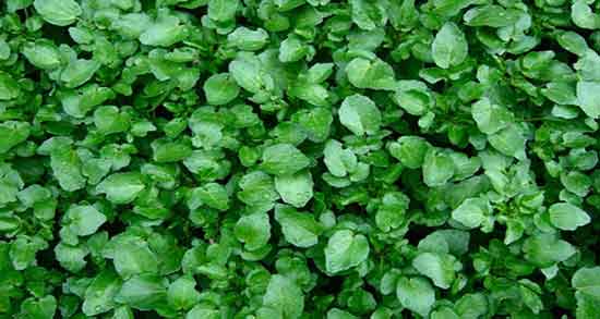 آب تره برای کیست تخمدان و خاصیت اب تره برای درمان کیست تخمدان آب تره برای کیست تخمدان ؛ خاصیت اب تره برای درمان کیست تخمدان