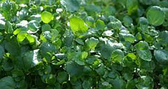 آب تره برای یبوست خوب است و ایا اب تره برای بیماری یبوست مفیده آب تره برای یبوست خوب است ؛ ایا اب تره برای بیماری یبوست مفیده