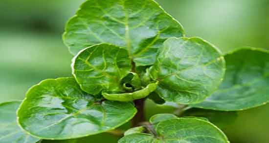 آب تره و خواص آن ؛ فواید مصرف اب تره برای زنان باردار چیست آب تره و خواص آن ؛ فواید مصرف اب تره برای زنان باردار چیست