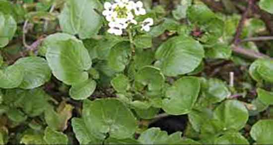 آب تره و سرطان و خاصیت مصرف اب تره برای درمان سرطان سینه آب تره و سرطان ؛ خاصیت مصرف اب تره برای درمان سرطان سینه