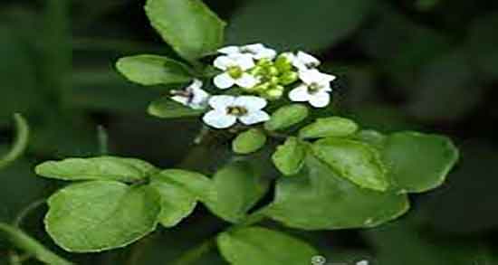 آب تره چه خاصیتی دارد و خواص ضد سرطانی گیاه اب تره برای بدن آب تره چه خاصیتی دارد ؛ خواص ضد سرطانی گیاه اب تره برای بدن