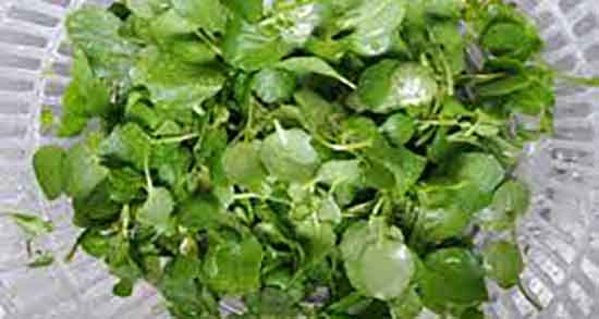 آب تره چیست ؛ خاصیت آب تره چیست + ایا نام دیگر اب تره شاهی است آب تره چیست ؛ خاصیت آب تره چیست + ایا نام دیگر اب تره شاهی است