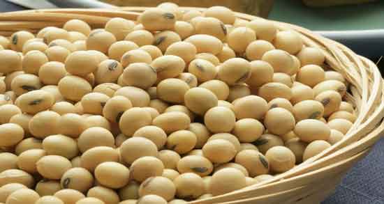 آجیل سویا و بارداری ؛ کلسیم و ویتامین D فراوان در آجیل سویا مفید برای بارداری آجیل سویا و بارداری ؛ کلسیم و ویتامین D فراوان در آجیل سویا مفید برای بارداری