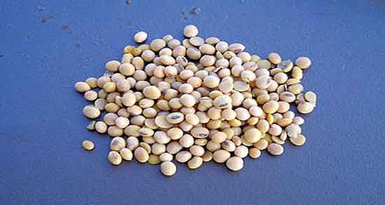 آجیل سویا چیست ؛ آشنایی با خواص ، مضرات و کاربردهای آجیل سویا آجیل سویا چیست ؛ آشنایی با خواص ، مضرات و کاربردهای آجیل سویا