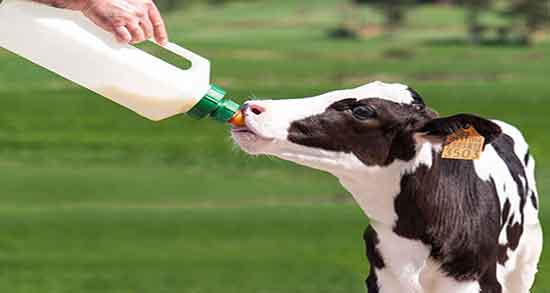 آغوز برای گوساله و خاصیت دادن اغوز به گوساله تازه متولد شده آغوز برای گوساله ؛ خاصیت دادن اغوز به گوساله تازه متولد شده