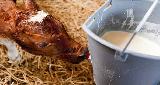 آغوز در طب سنتی و خواص آغوز گوسفندی برای انسان در طب سنتی آغوز در طب سنتی ؛ خواص آغوز گوسفندی برای انسان در طب سنتی