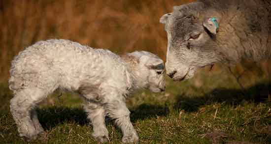 آغوز گاو را چگونه مصرف کنیم و دستور استفاده از اغوز گاو برای اطفال آغوز گاو را چگونه مصرف کنیم ؛ دستور استفاده از اغوز گاو برای اطفال